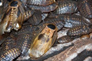 Perui óriás csótány