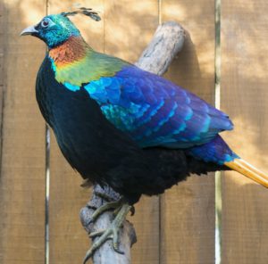 Male Himalayan monal (Lophophorus impejanus) in a wooden volier