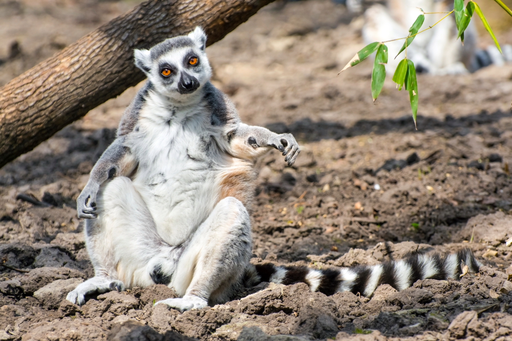 Gyűrűsfarkú maki vagy katta (Lemur catta) – Zoo Szeged