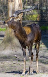 Nile lechwe or Mrs Gray's lechwe (Kobus megaceros)