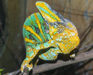 Veiled chameleon (Chamaeleo calyptratus) is looking me