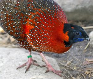 Male satyr tragopan (Tragopan satyra) on a rock