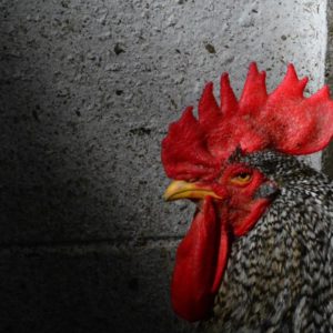 aboszormenyi@gmail.com