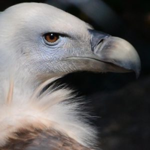 aboszormenyi@gmail.com