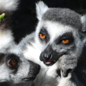 aboszormenyi@gmail.com