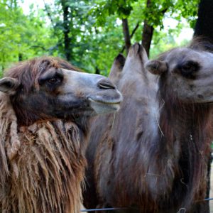 Tothne Bodzsar Adrienn