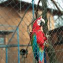 Parrot on net