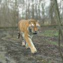 Tiger on catwalk