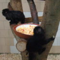 Goeldi-tamarin