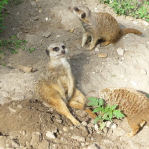 Hunyadine Szekely Marta