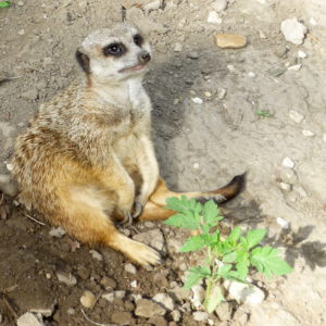 Hunyadine Szekely Marta