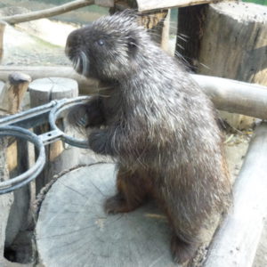 Hunyadine Szekely Marta