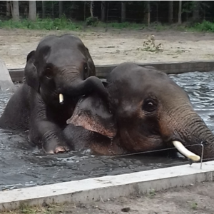 vidaevi@citromail.hu