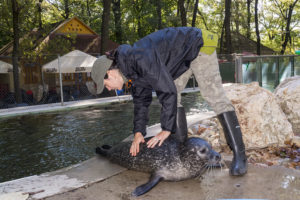 Vizsgálat... és a türelmes fóka