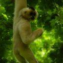 Aranyarcú gibbon