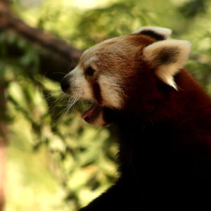 Turuczki Szabolcs Mark