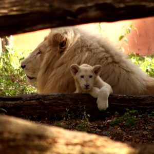 Turuczki Szabolcs Mark