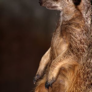 Turuczki Szabolcs Mark