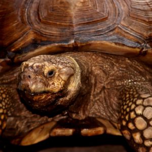 Turuczki Szabolcs Mark