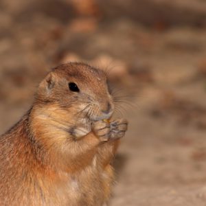 Turuczki Szabolcs Mark