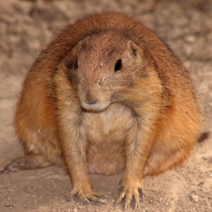 Turuczki Szabolcs Mark