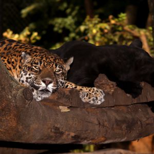 Turuczki Szabolcs Mark