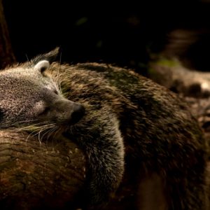 Turuczki Szabolcs Mark