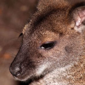 Turuczki Szabolcs Mark