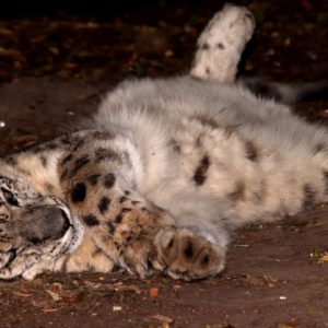 Turuczki Szabolcs Mark