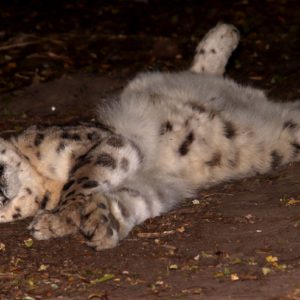 Turuczki Szabolcs Mark