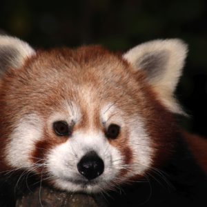 Turuczki Szabolcs Mark