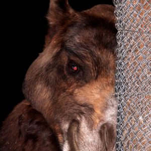 Turuczki Szabolcs Mark