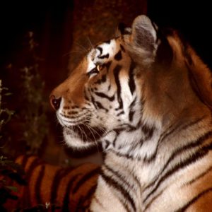 Turuczki Szabolcs Mark