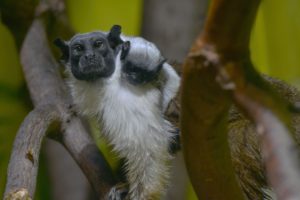 saguinus_bicolor_201909_01