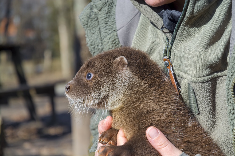 Orphaned and hand reared otter baby in a wildlife rescue center