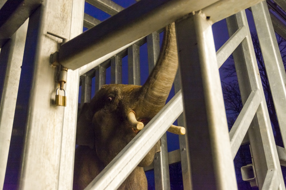 An Asian elephant was transported to Szeged Zoo