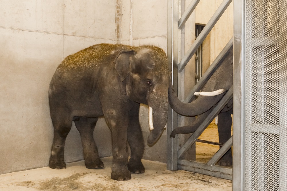 An Asian elephants are greeting a new one