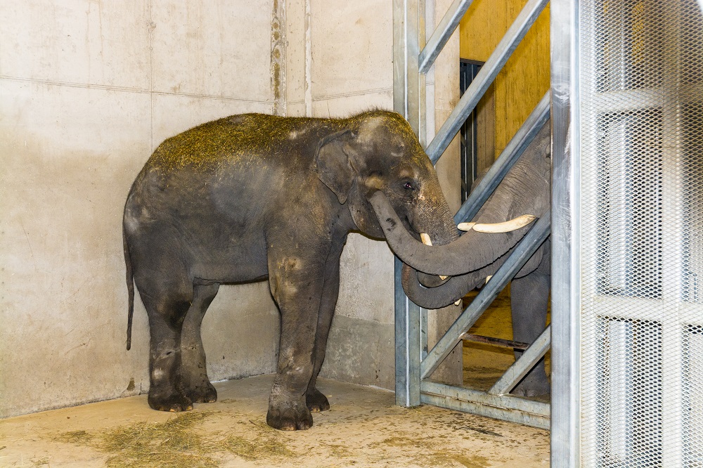 An Asian elephants are greeting a new one