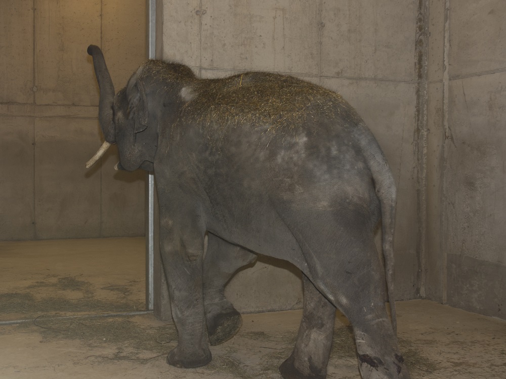 SZEGED, HUNGARY - 4. MARCH, 2020: Felix, the Asian elephant arrived at Szeged Zoo