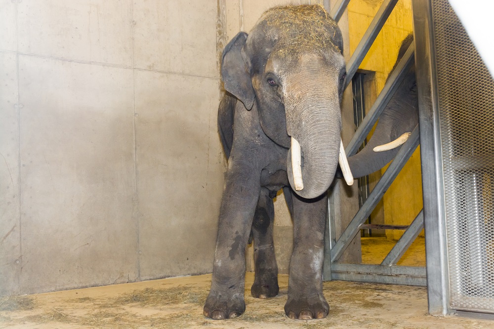 An Asian elephants are greeting a new one