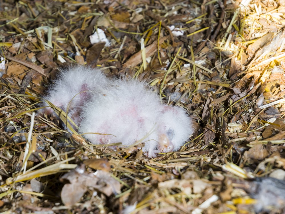 Newborn kea nestlings in a box Nestor notabilis