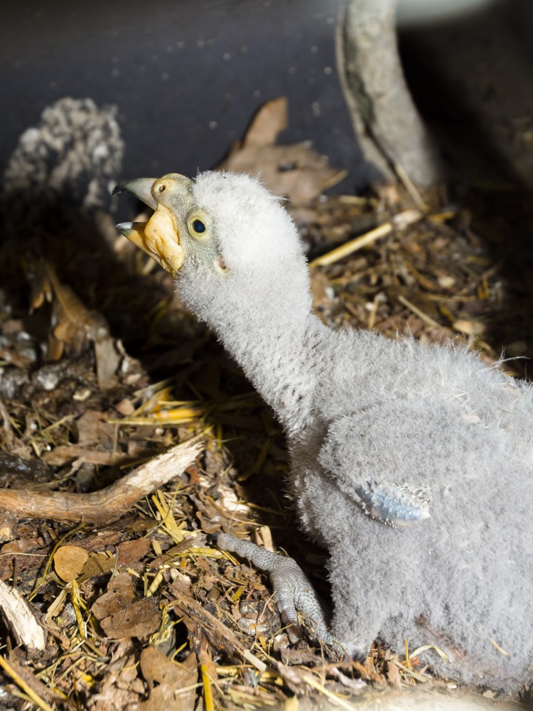 New Zealander kea Nestor notabilis nestlings in a nest