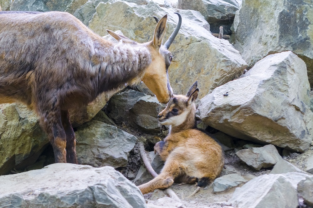 Baby Alpine chamois on a rocky hill