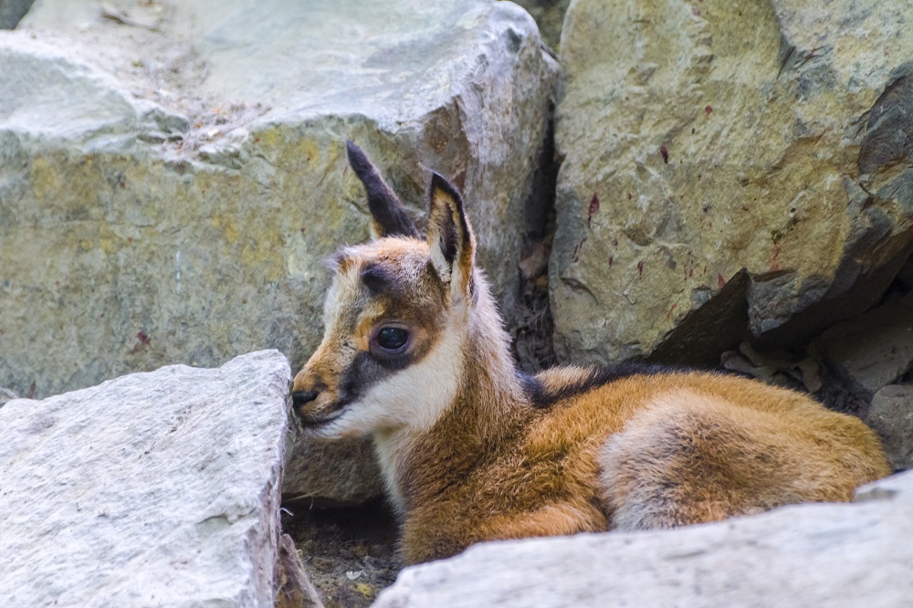 Alpine chamois kid, its scientific name is Rupicapra rupicapra rupicapra