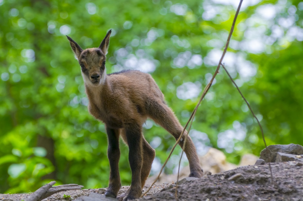 Baby Alpine chamois on a rocky hill