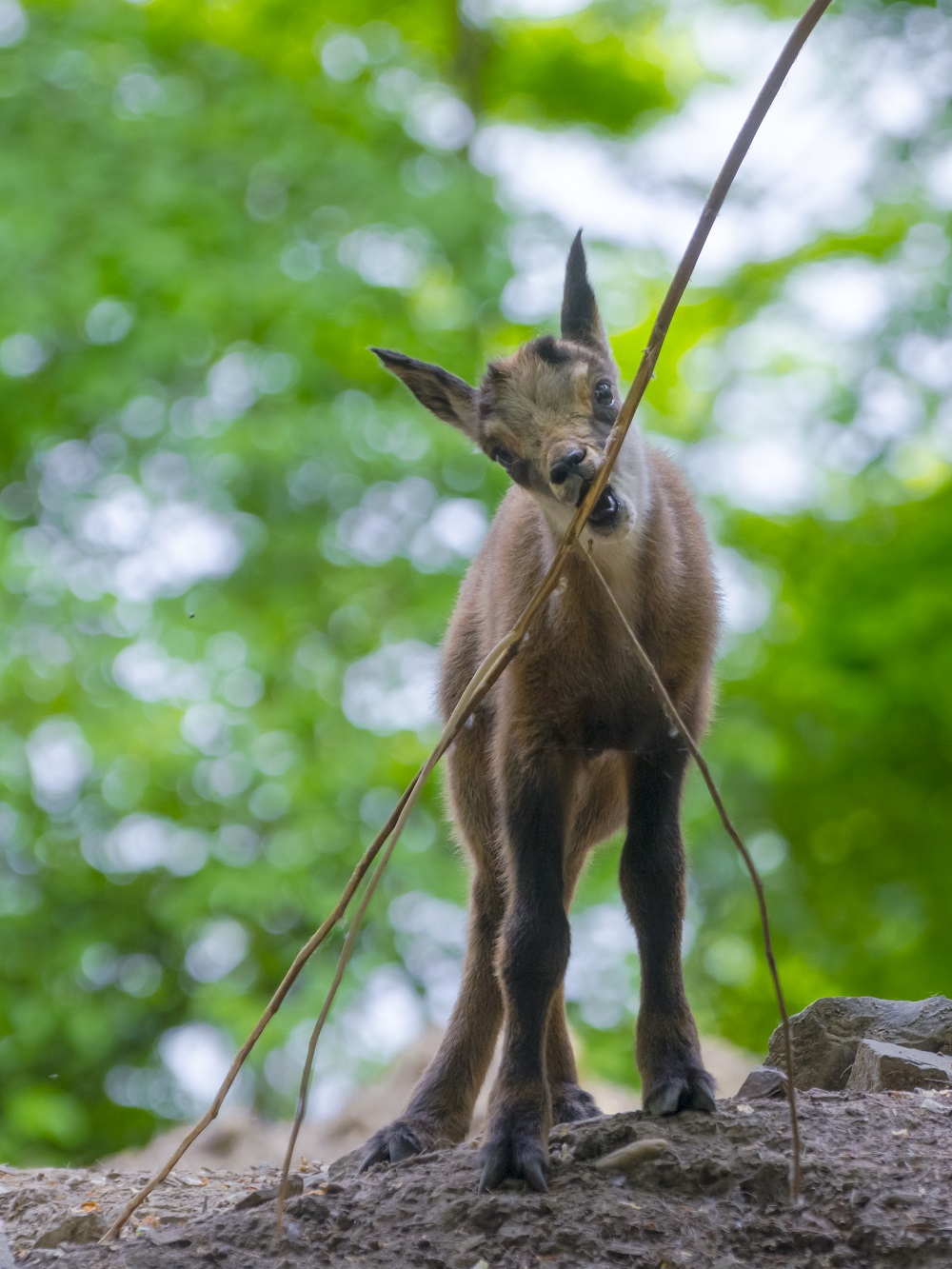 Alpine chamois kid, its scientific name is Rupicapra rupicapra rupicapra