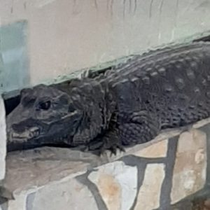 Petrovszki Eva Magdolna