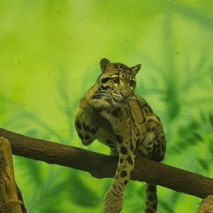 Kuszine Bertok Adrienn