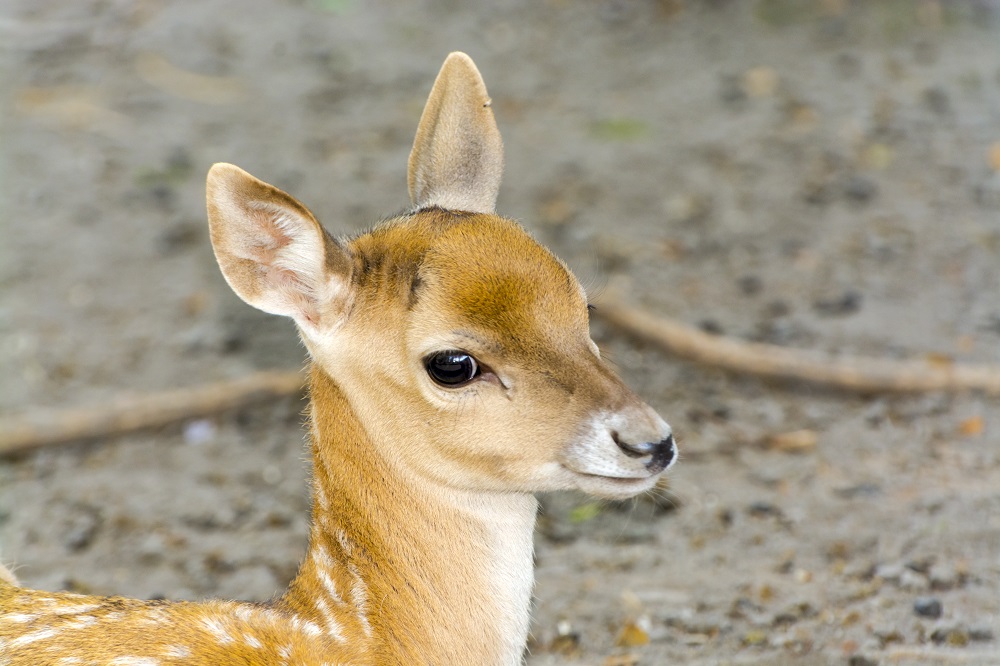 Persian fallow deer fawn, its scientific name is Dama mesopotamica