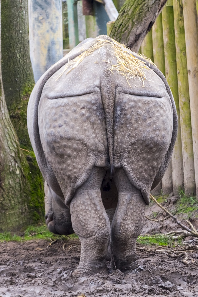 Young male Indian or greater one-horned rhino Rhinoceros unicornis from behind